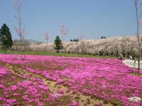 千本桜